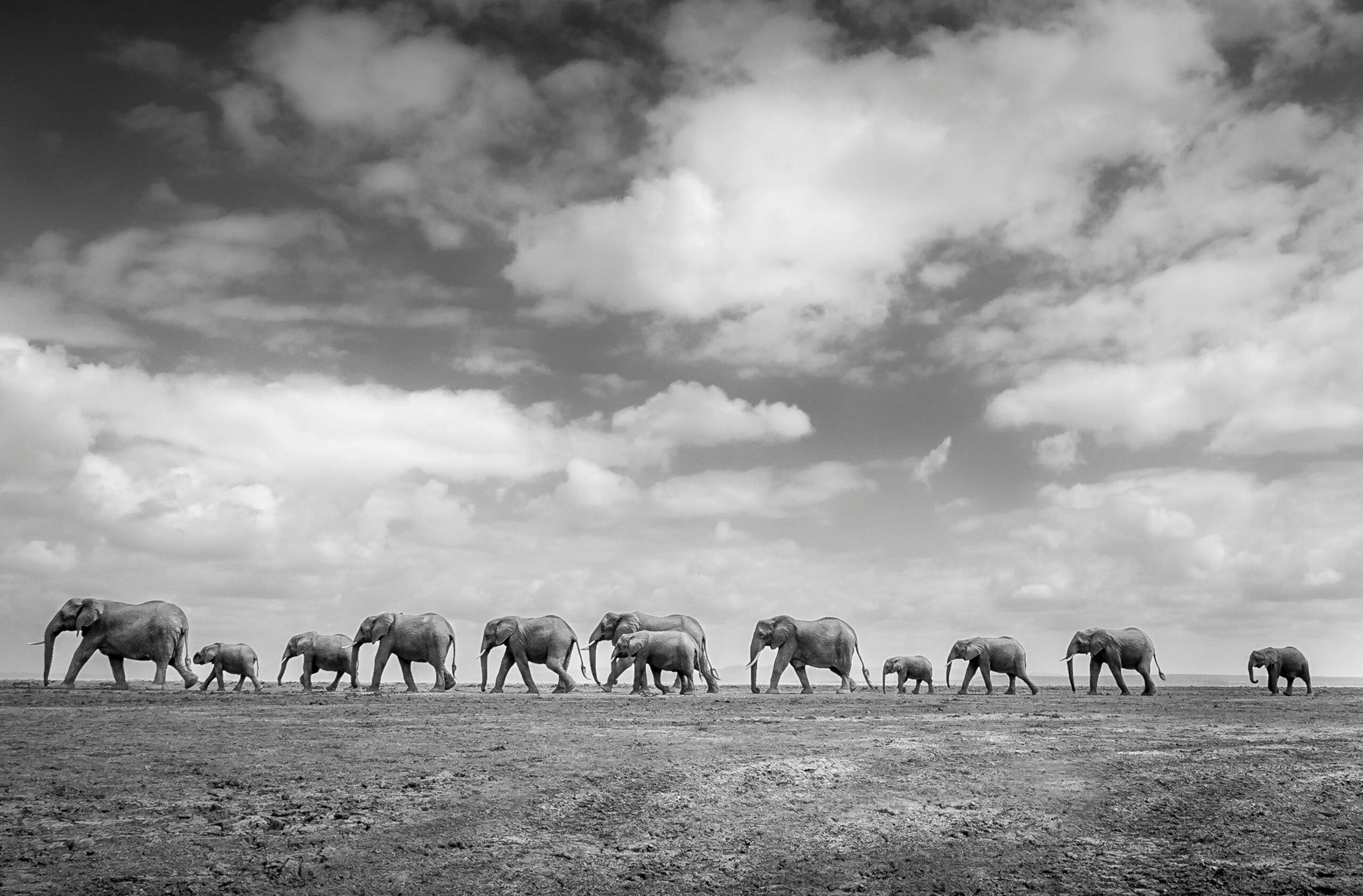 A herd of elephants walking in single file