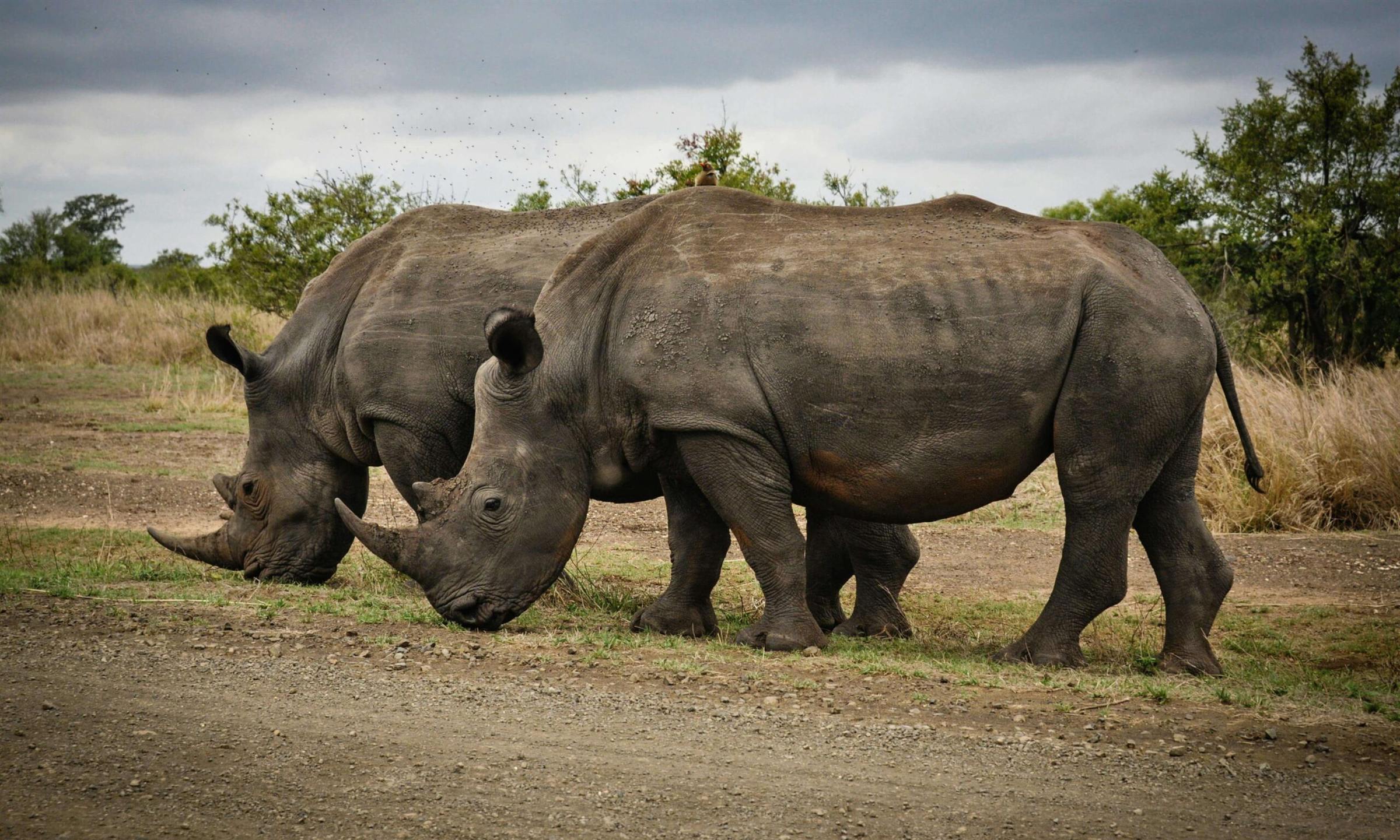 Two white rhinos grazing side by side