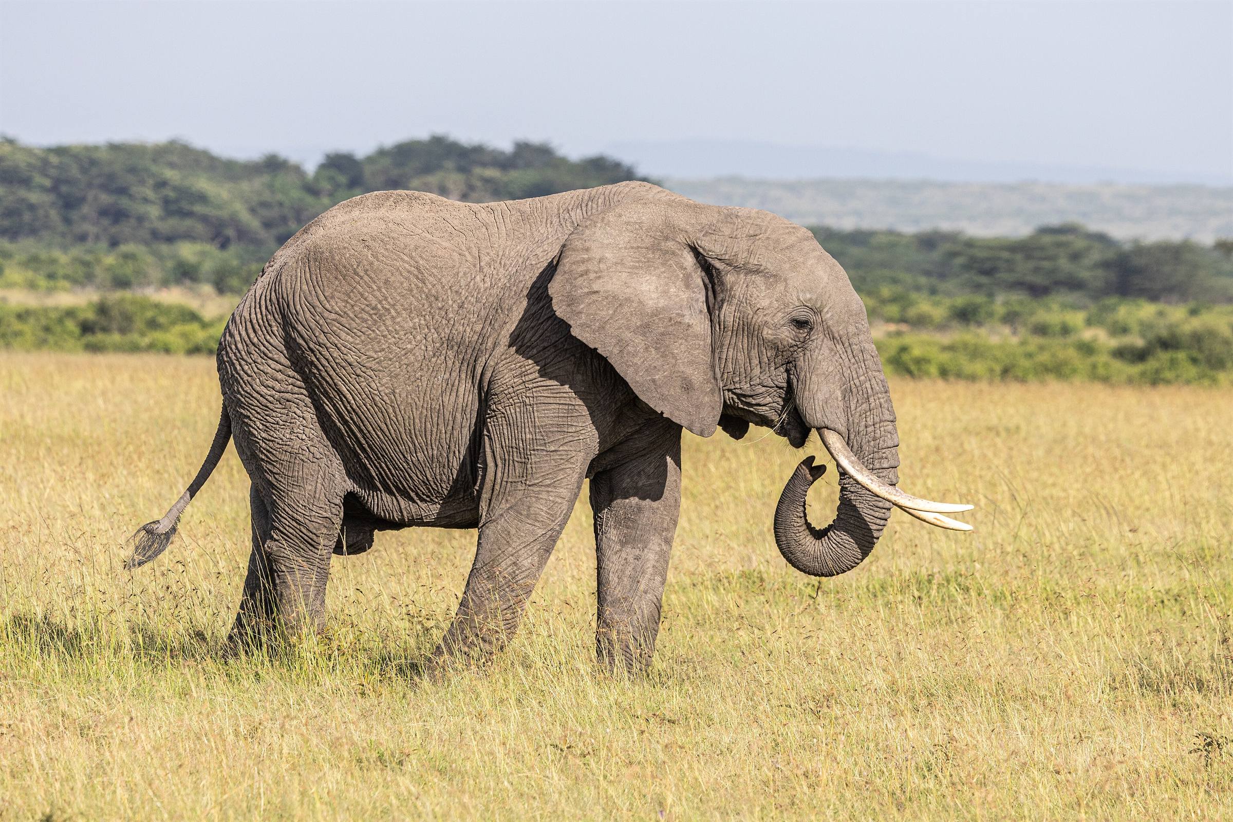 An African elephant walking through golden grass