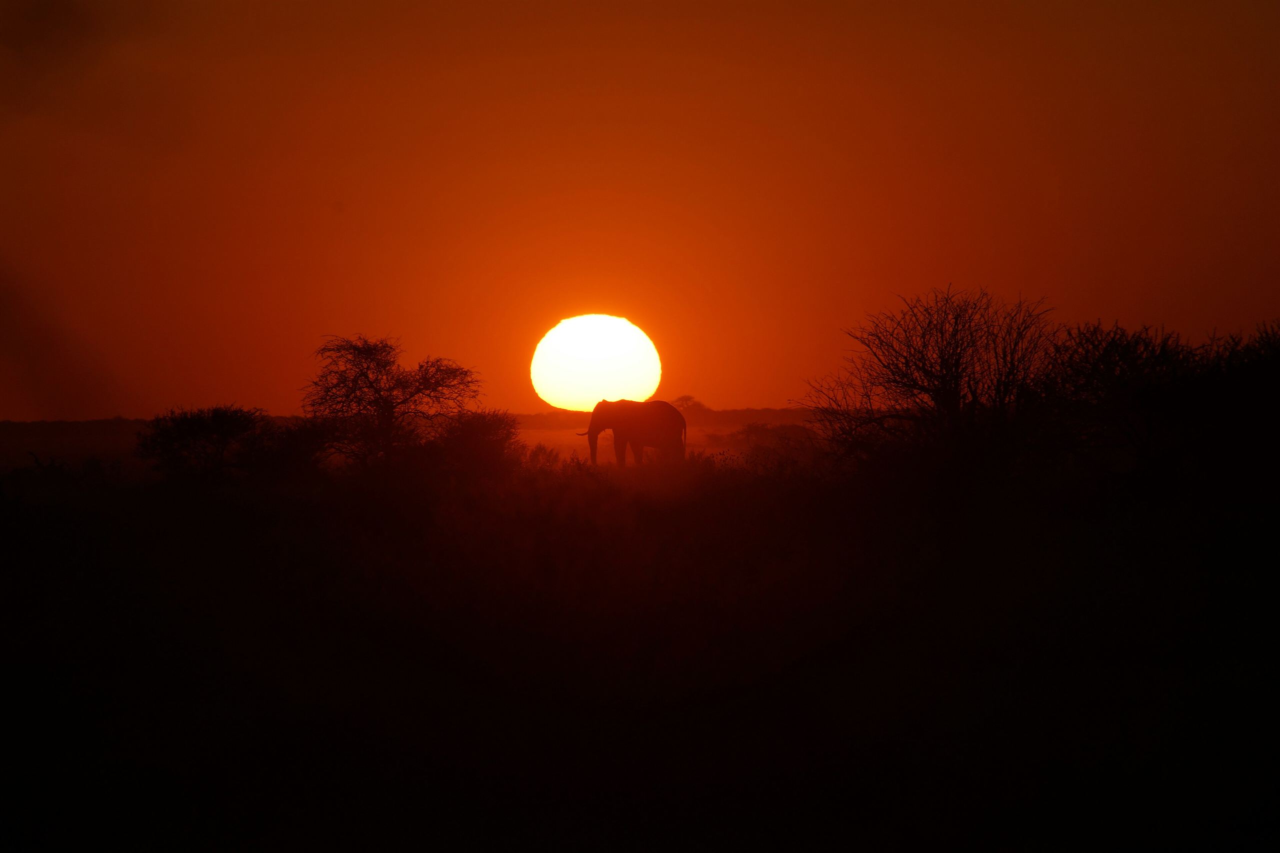 The sun setting over the African bush, with an elephant silhouetted on the horizon