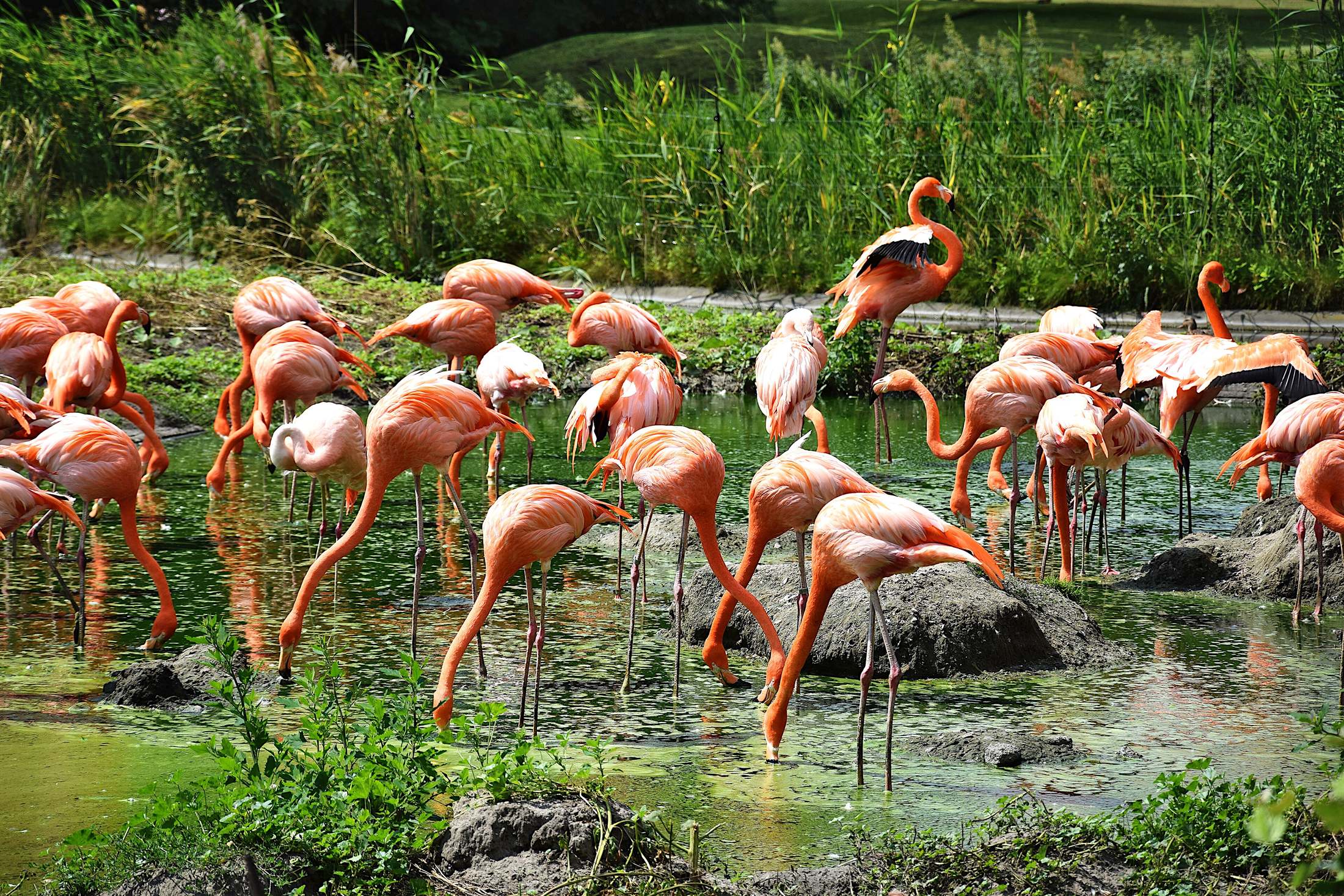 A colony of pink flamingos wading in a green lagoon