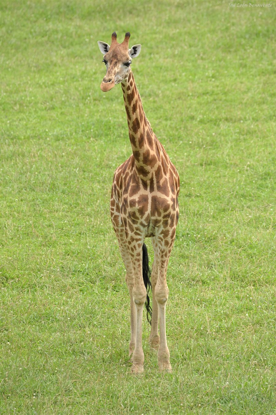 A giraffe standing in green grass