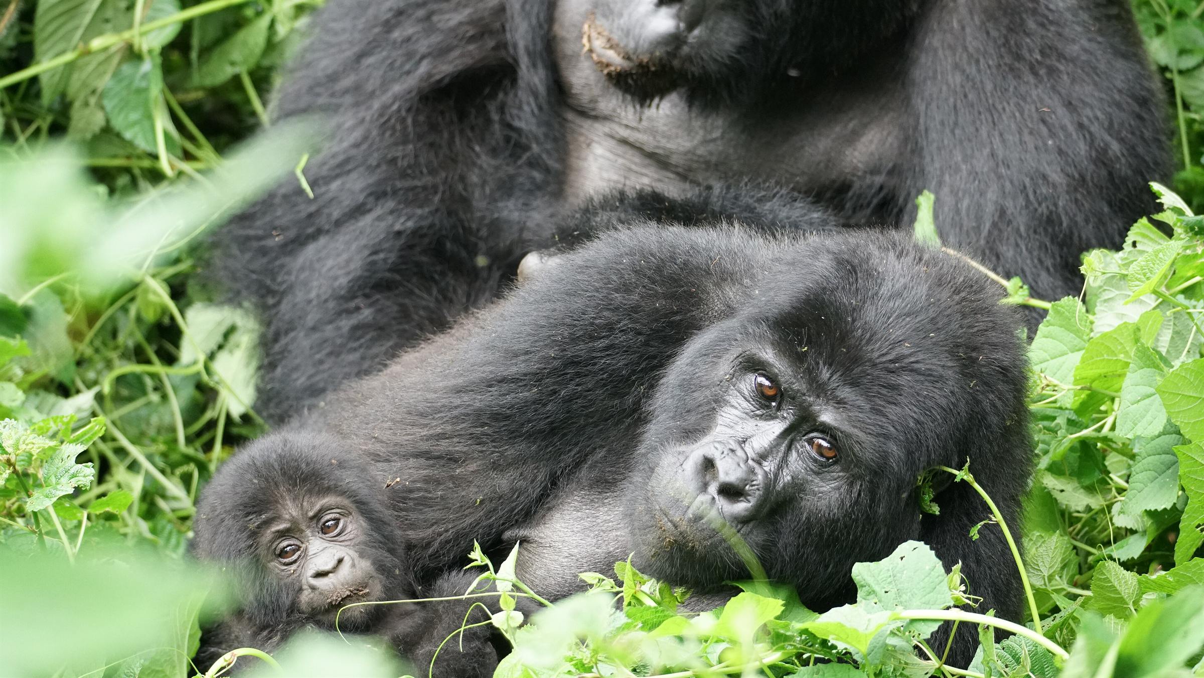 A family of mountain gorillas resting among green leaves