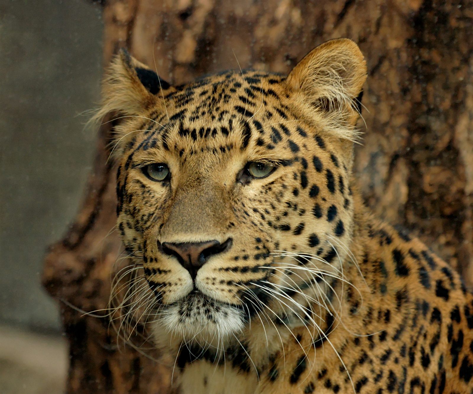 A leopard looking straight ahead