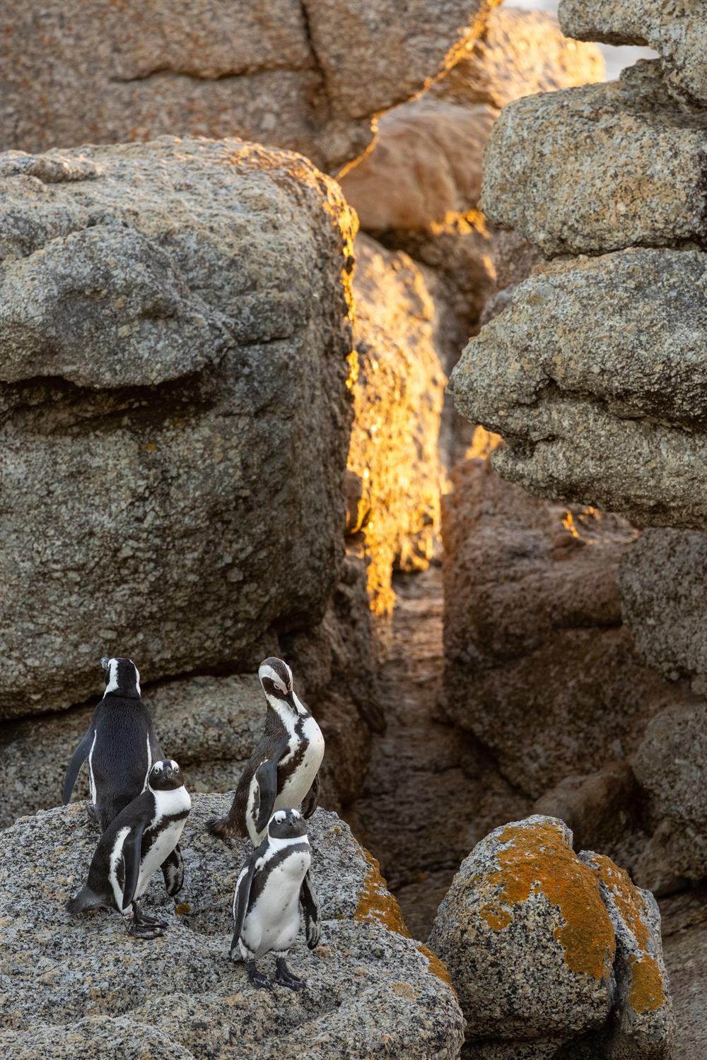 African penguins standing together on a rocky shore