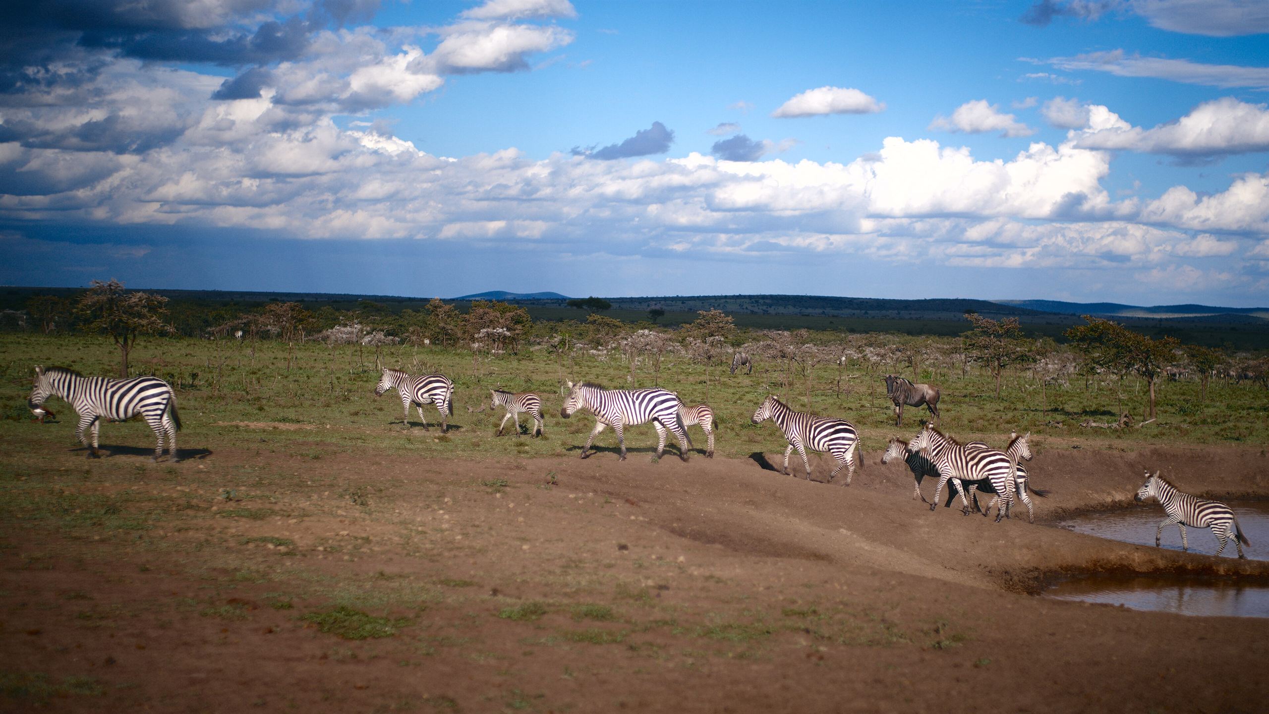 Zebra crossing open plains
