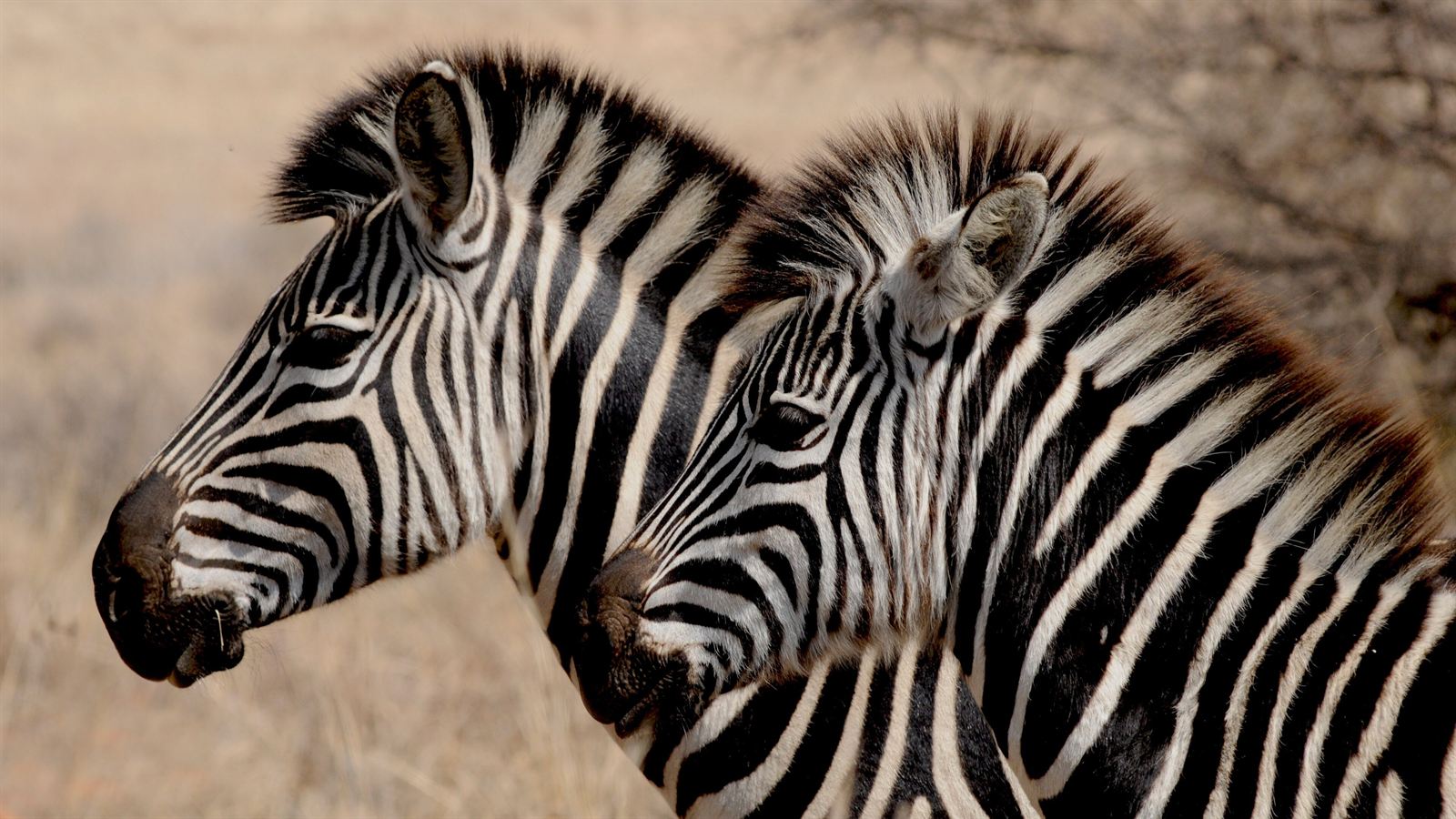 Two zebras standing close together